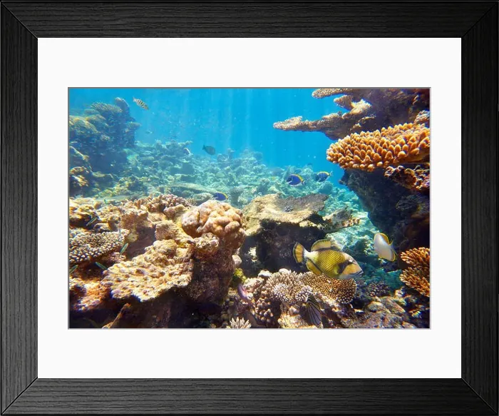 Framed Print : Underwater view with fish, Maldives Island, Indian Ocean Framed Print : Underwater view with fish, Maldives Island, Indian Ocean