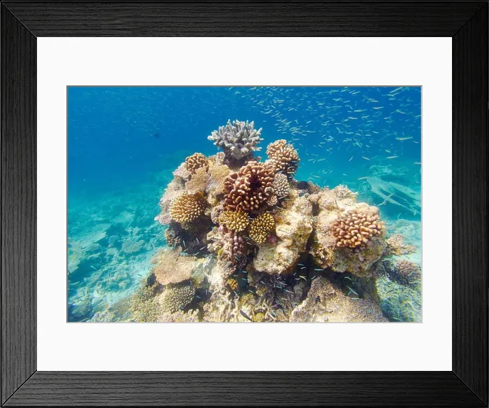 Framed Print : Underwater view at reef, Maldives Island Framed Print : Underwater view at reef, Maldives Island