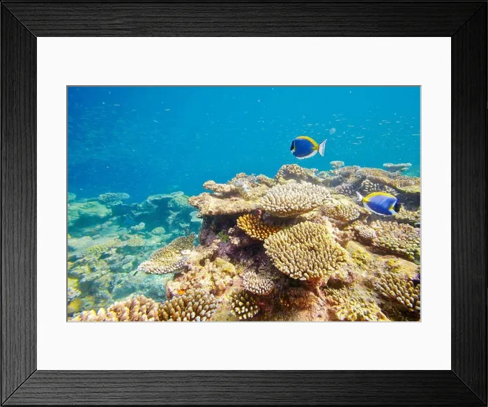 Framed Print : Underwater view with fishes, Maldives, Indian Ocean Framed Print : Underwater view with fishes, Maldives, Indian Ocean