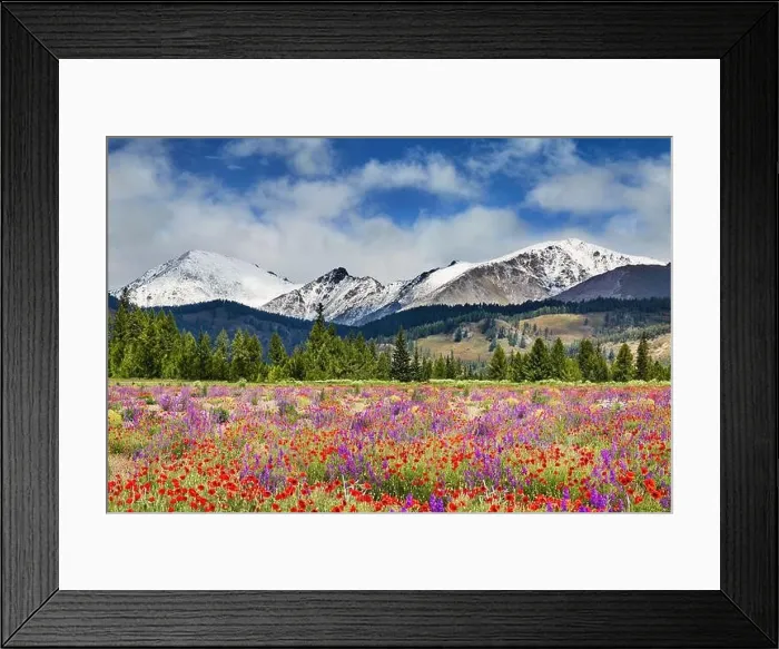 Framed Print : Landscape with snowy mountains, forest and blossoming field with wildflowers Framed Print : Landscape with snowy mountains, forest and blossoming field with wildflowers