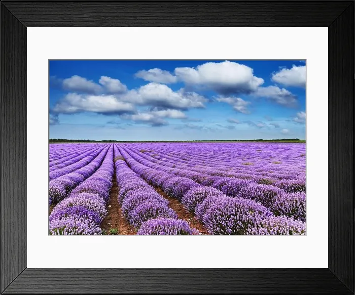 Framed Print : Landscape with blooming lavender field and and blue sky Framed Print : Landscape with blooming lavender field and and blue sky