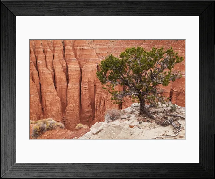 Framed Print : Tree at the canyon edge, Cathedral Valley, Capitol Reef national park, Utah, USA Framed Print : Tree at the canyon edge, Cathedral Valley, Capitol Reef national park, Utah, USA
