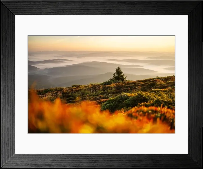 Framed Print : Morning fog in autumn mountains. Fir trees silhouettes on foreground. Beautiful sunrise on background. Landscape photography Framed Print : Morning fog in autumn mountains. Fir trees silhouettes on foreground. Beautiful sunrise on background. Landscape photography