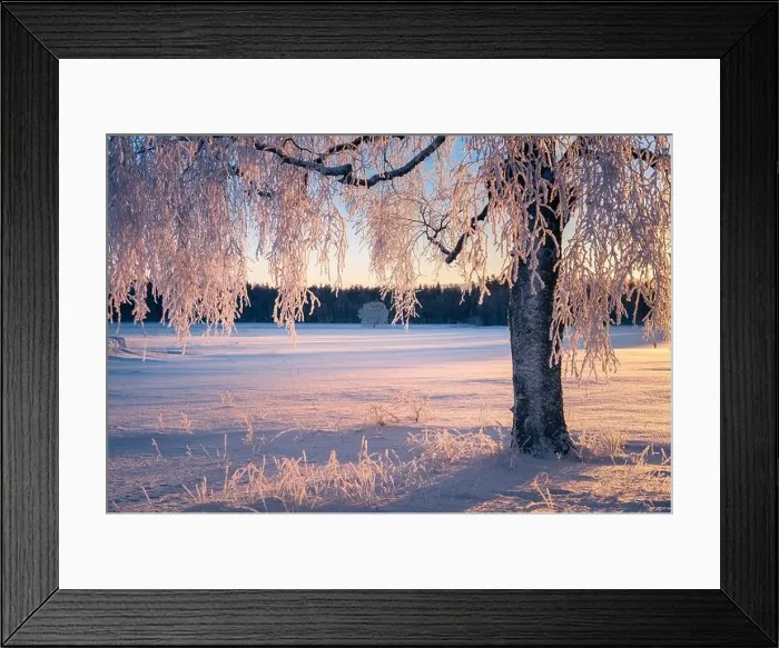 Framed Print : Scenic winter landscape with morning light and frosty tree in Finland Framed Print : Scenic winter landscape with morning light and frosty tree in Finland