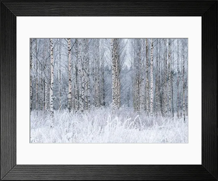 Framed Print : Winter landscape with snowy birch trees in the park. Blizzard in the winter park Framed Print : Winter landscape with snowy birch trees in the park. Blizzard in the winter park
