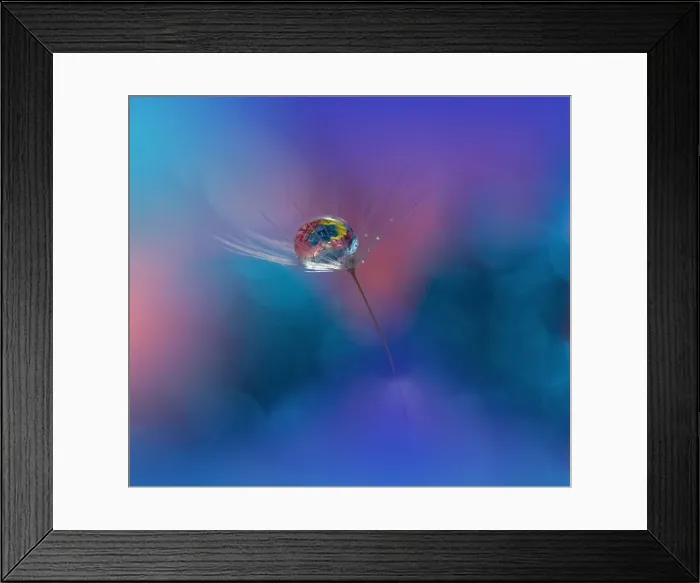 Framed Print : Beautiful Nature Background.Floral Art Design.Abstract Macro Photography.Daisy Flower.Creative Artistic Wallpaper.Classic Blue 2020.Color of the Year