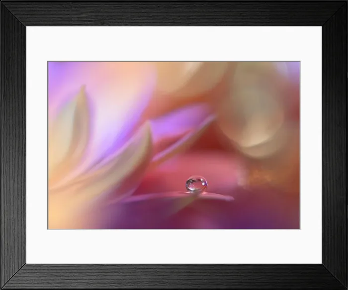 Framed Print : Beautiful Pink Nature Background.Floral Art Design.Abstract Macro Photography.Daisy Flower.Violet Background.Creative Artistic Wallpaper.Celebration Framed Print : Beautiful Pink Nature Background.Floral Art Design.Abstract Macro Photography.Daisy Flower.Violet Background.Creative Artistic Wallpaper.Celebration