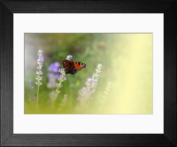 Framed Print : Beautiful Green Nature Background.Floral Art Design.Macro Photography.Butterfly and Lavender Field.Butterfly in Summer Floral Background.Artistic Wall Framed Print : Beautiful Green Nature Background.Floral Art Design.Macro Photography.Butterfly and Lavender Field.Butterfly in Summer Floral Background.Artistic Wall