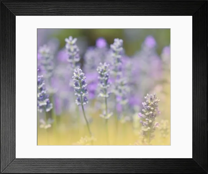 Framed Print : Beautiful Violet Nature Background.Floral Art Design.Soft Focus.Macro Photography.Floral abstract pastel background with copy space.Lavender Field