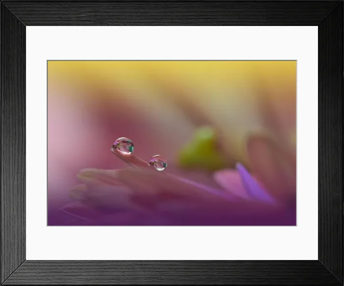 Framed Print : Beautiful Pink Nature Background.Floral Art Design.Abstract Macro Photography.Daisy Flower.Violet Background.Creative Artistic Wallpaper.Celebration