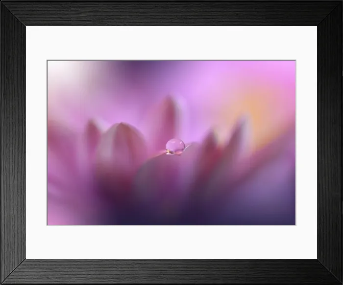 Framed Print : Beautiful Pink Nature Background.Floral Art Design.Abstract Macro Photography.Daisy Flower.Violet Background.Creative Artistic Wallpaper.Celebration Framed Print : Beautiful Pink Nature Background.Floral Art Design.Abstract Macro Photography.Daisy Flower.Violet Background.Creative Artistic Wallpaper.Celebration
