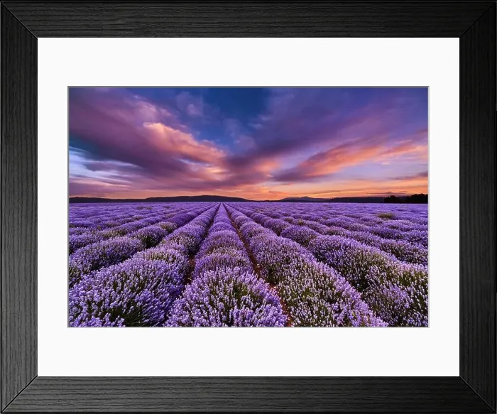Framed Print : Beautiful landscape with lavender field and colorful sky at sunset Framed Print : Beautiful landscape with lavender field and colorful sky at sunset