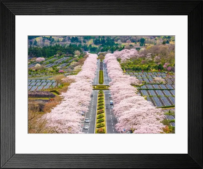 Framed Print : Fuji Reien Cemetery, Shizuoka, Japan in spring Framed Print : Fuji Reien Cemetery, Shizuoka, Japan in spring