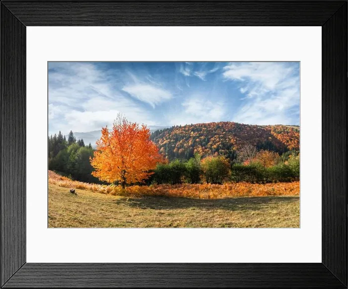 Framed Print : Orange cherry tree with bright leaves at autumn mountain valley. Carpathian mountains, Ukraine. Landscape photography panorama Framed Print : Orange cherry tree with bright leaves at autumn mountain valley. Carpathian mountains, Ukraine. Landscape photography panorama