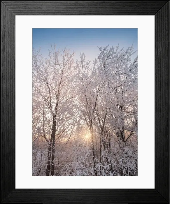 Framed Print : Bright sunlight through snow covored trees at winter evening in Finland