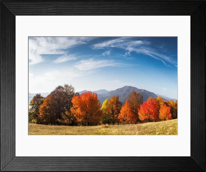 Framed Print : Panorama of picturesque autumn mountains with red beech forest in the foreground. Landscape photography Framed Print : Panorama of picturesque autumn mountains with red beech forest in the foreground. Landscape photography