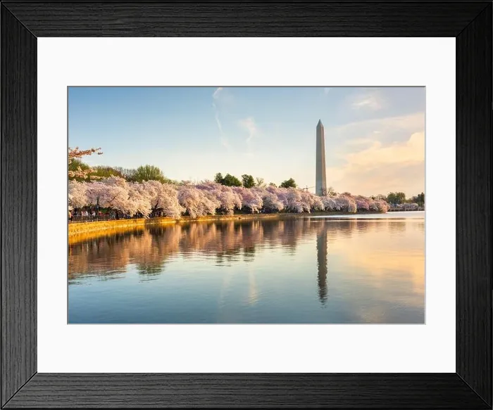 Framed Print : Washington DC, USA at the tidal basin with Washington Monument in spring season Framed Print : Washington DC, USA at the tidal basin with Washington Monument in spring season