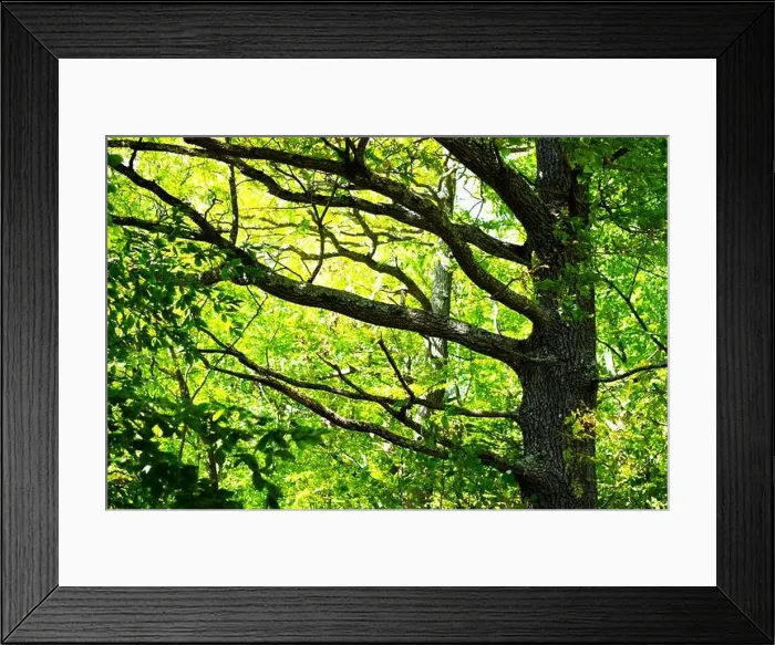 Framed Print : Beautiful summer forest with larga oak tree trunk and branches. Nature background, landscape photography Framed Print : Beautiful summer forest with larga oak tree trunk and branches. Nature background, landscape photography