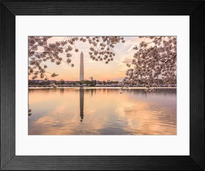 Framed Print : Washington DC, USA at the tidal basin with Washington Monument in spring season Framed Print : Washington DC, USA at the tidal basin with Washington Monument in spring season
