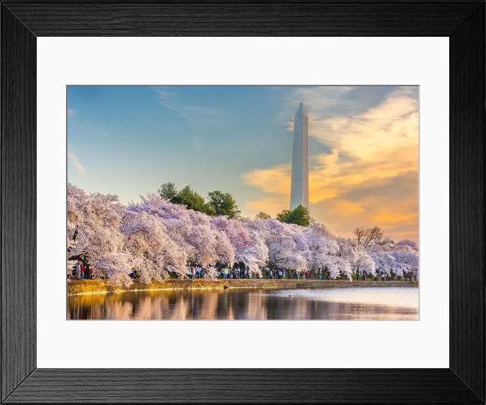 Framed Print : Washington DC, USA at the tidal basin with Washington Monument in spring season Framed Print : Washington DC, USA at the tidal basin with Washington Monument in spring season