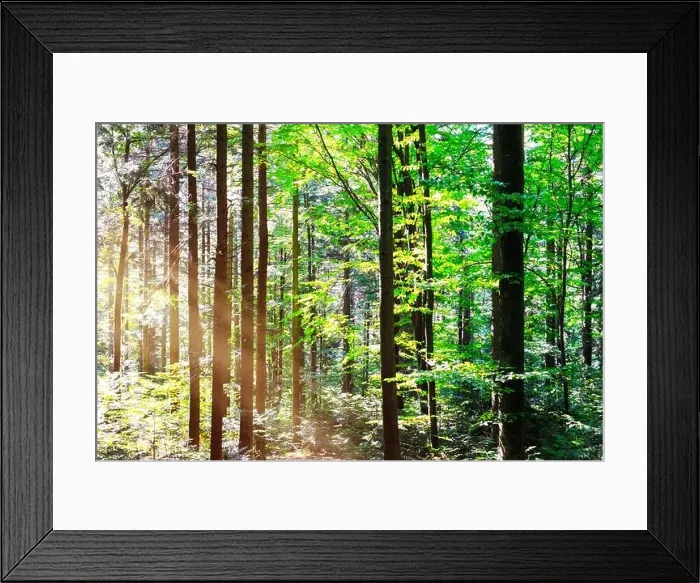 Framed Print : Beautiful summer forest with tree trunks and sun beams light. Nature background, landscape photography Framed Print : Beautiful summer forest with tree trunks and sun beams light. Nature background, landscape photography