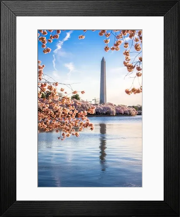 Framed Print : Washington DC, USA at the tidal basin with Washington Monument in spring season Framed Print : Washington DC, USA at the tidal basin with Washington Monument in spring season