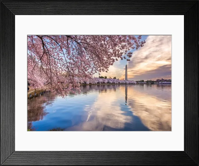 Framed Print : Washington DC, USA at the tidal basin with Washington Monument in spring season Framed Print : Washington DC, USA at the tidal basin with Washington Monument in spring season