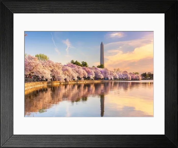 Framed Print : Washington DC, USA at the tidal basin with Washington Monument in spring season Framed Print : Washington DC, USA at the tidal basin with Washington Monument in spring season