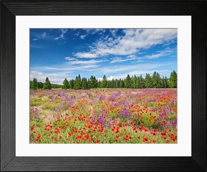 Framed Print : Landscape with forest and blossoming field with wildflowers
