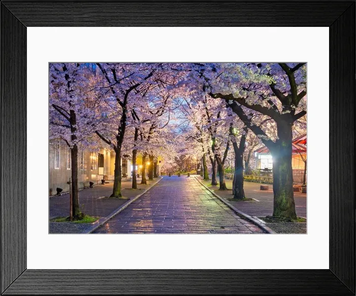Framed Print : Gion Shirakawa, Kyoto, Japan during cherry blossom season at twilight Framed Print : Gion Shirakawa, Kyoto, Japan during cherry blossom season at twilight