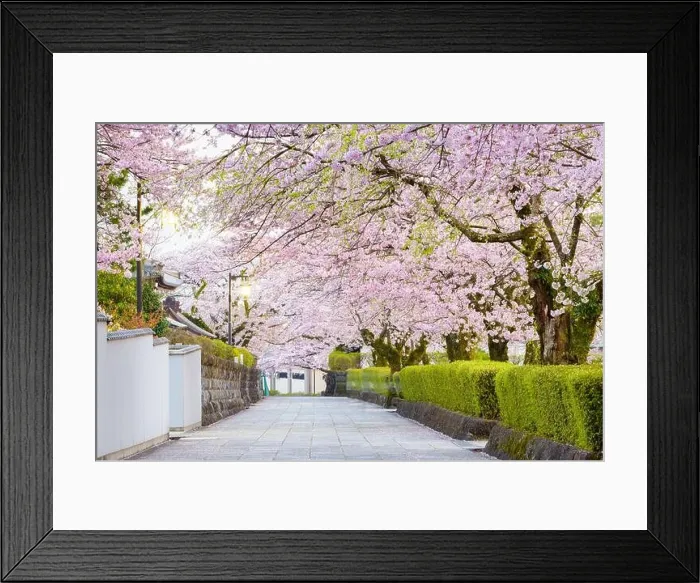 Framed Print : Fujinomiya, Shizuoka, Japan old town streets with cherry blossoms in Spring season