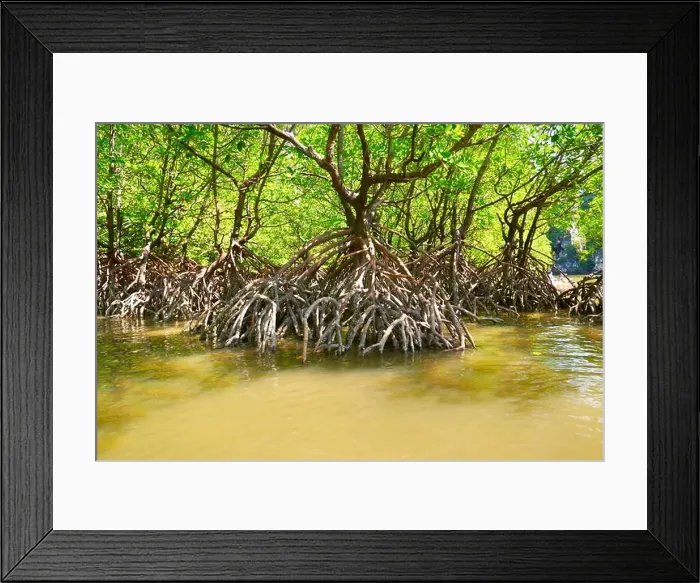 Framed Print : Thailand - Krabi province, mangrove forest, coastline Phang Nga Bay Framed Print : Thailand - Krabi province, mangrove forest, coastline Phang Nga Bay