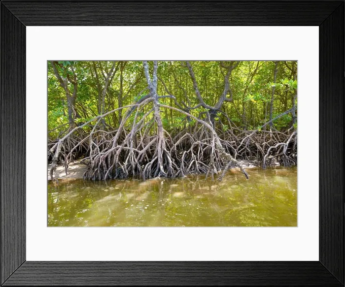 Framed Print : Thailand - mangrove forest, coastline Phang Nga Bay