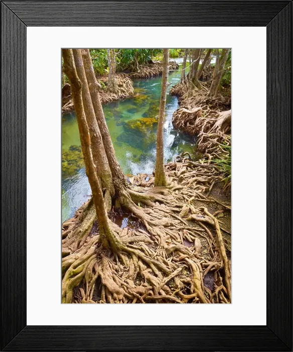 Framed Print : Thailand - mangrove forest in Tha Pom Khlong Song Nam National Park