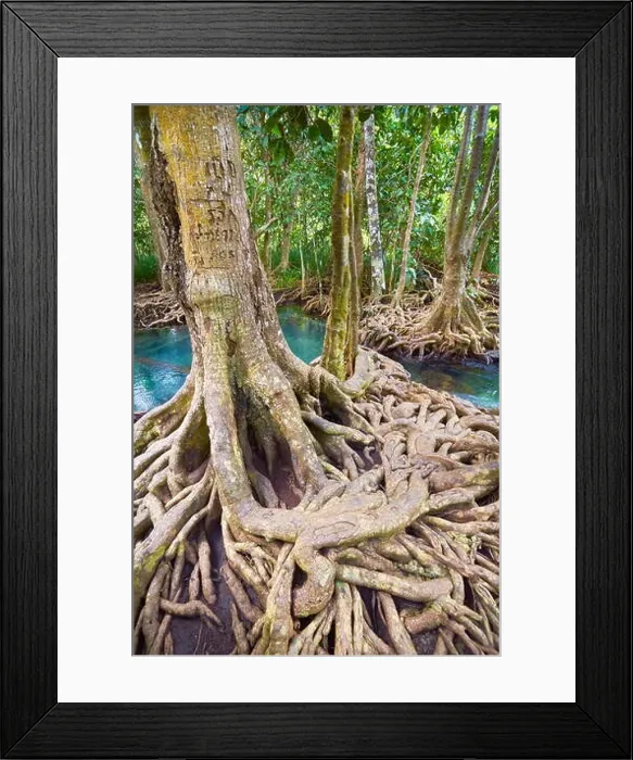 Framed Print : Thailand - mangrove forest in Tha Pom Khlong Song Nam National Park Framed Print : Thailand - mangrove forest in Tha Pom Khlong Song Nam National Park