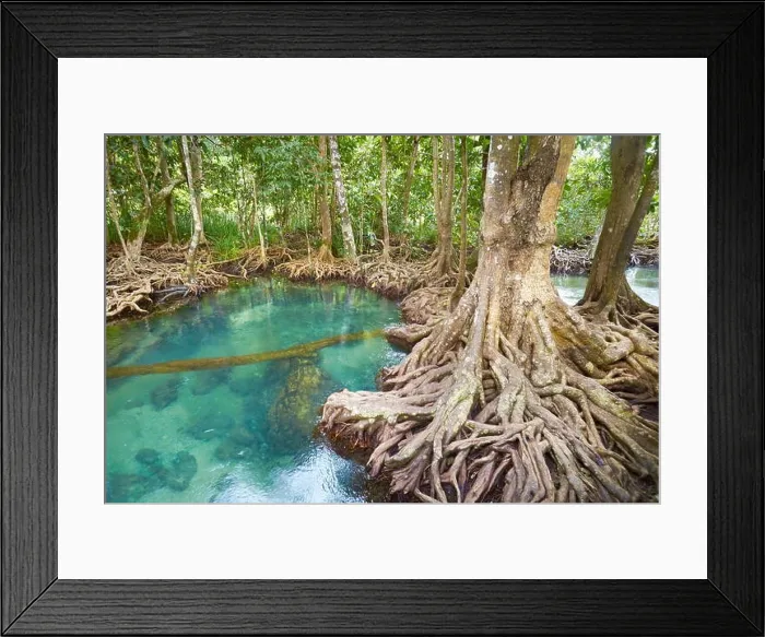 Framed Print : Thailand - mangrove forest in Tha Pom Khlong Song Nam National Park Framed Print : Thailand - mangrove forest in Tha Pom Khlong Song Nam National Park
