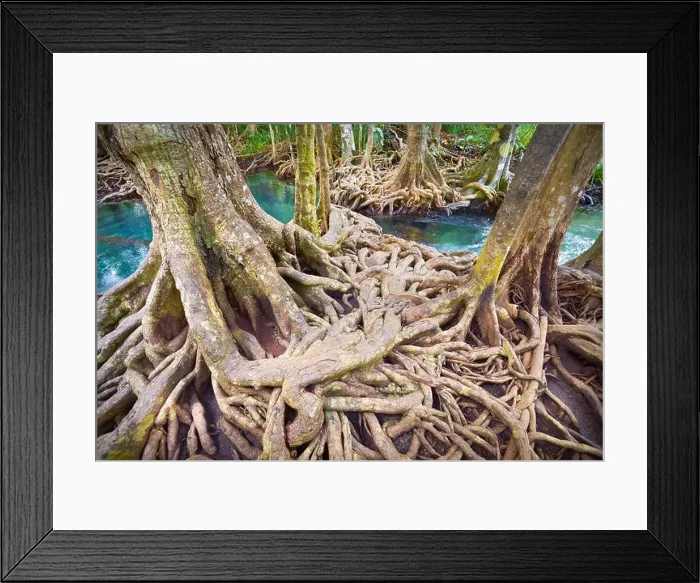 Framed Print : Thailand - mangrove forest in Tha Pom Khlong Song Nam National Park Framed Print : Thailand - mangrove forest in Tha Pom Khlong Song Nam National Park