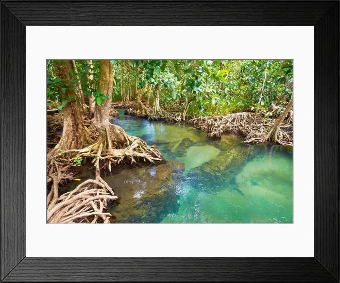 Framed Print : Thailand - Krabi province, mangrove forest in Tha Pom Khlong Song Nam National Park