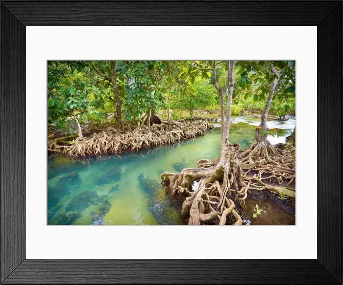 Framed Print : Thailand - mangrove forest in Tha Pom Khlong Song Nam National Park Framed Print : Thailand - mangrove forest in Tha Pom Khlong Song Nam National Park