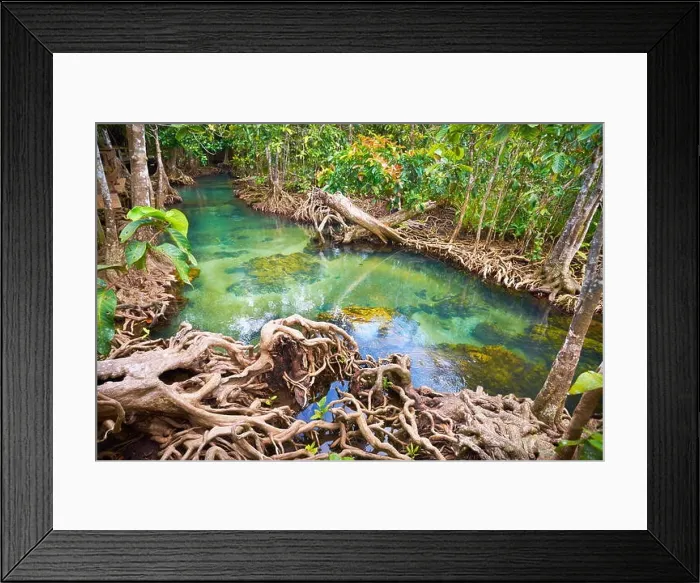 Framed Print : Thailand - mangrove forest in Tha Pom Khlong Song Nam National Park Framed Print : Thailand - mangrove forest in Tha Pom Khlong Song Nam National Park