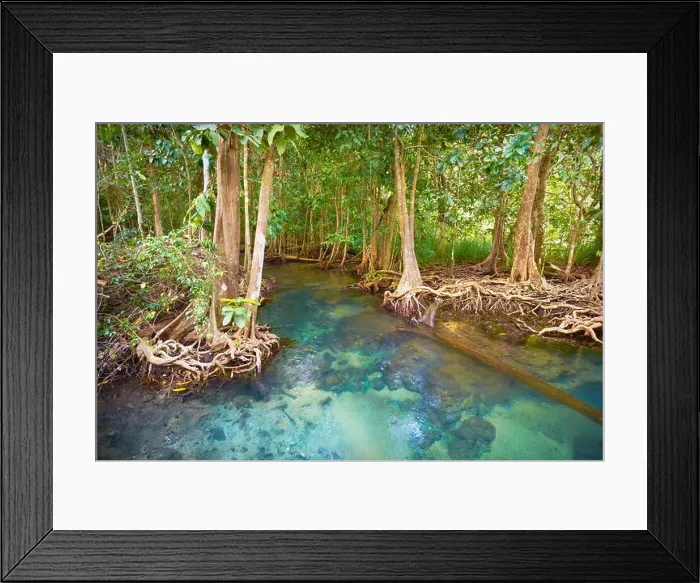 Framed Print : Thailand - mangrove forest in Tha Pom Khlong Song Nam National Park Framed Print : Thailand - mangrove forest in Tha Pom Khlong Song Nam National Park