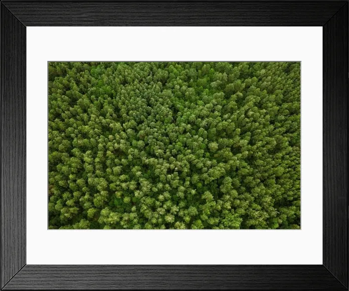 Framed Print : Aerial View Of Green Forest Landscape. Top View From High Attitude In Summer Evening. Natural Backdrop Background Of Deciduous Forest. Drone View. Bir Framed Print : Aerial View Of Green Forest Landscape. Top View From High Attitude In Summer Evening. Natural Backdrop Background Of Deciduous Forest. Drone View. Bir