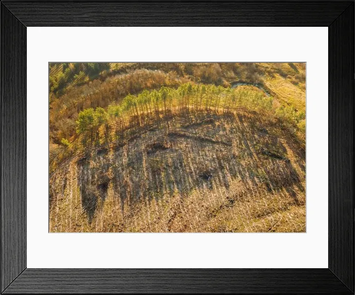 Framed Print : Aerial View Green Forest In Deforestation Area Landscape. Top View Of Shadows From Woods Trunks. Growing Forest. European Nature From High Attitude In Framed Print : Aerial View Green Forest In Deforestation Area Landscape. Top View Of Shadows From Woods Trunks. Growing Forest. European Nature From High Attitude In