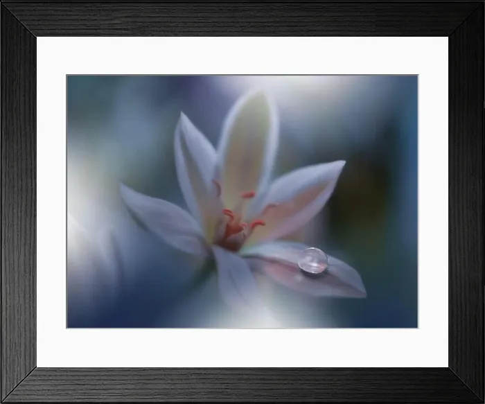 Framed Print : Beautiful Green Nature Background.Floral Art Design.Abstract Macro Photography.White Flower.Creative Artistic Wallpaper.Celebration and Holidays Framed Print : Beautiful Green Nature Background.Floral Art Design.Abstract Macro Photography.White Flower.Creative Artistic Wallpaper.Celebration and Holidays