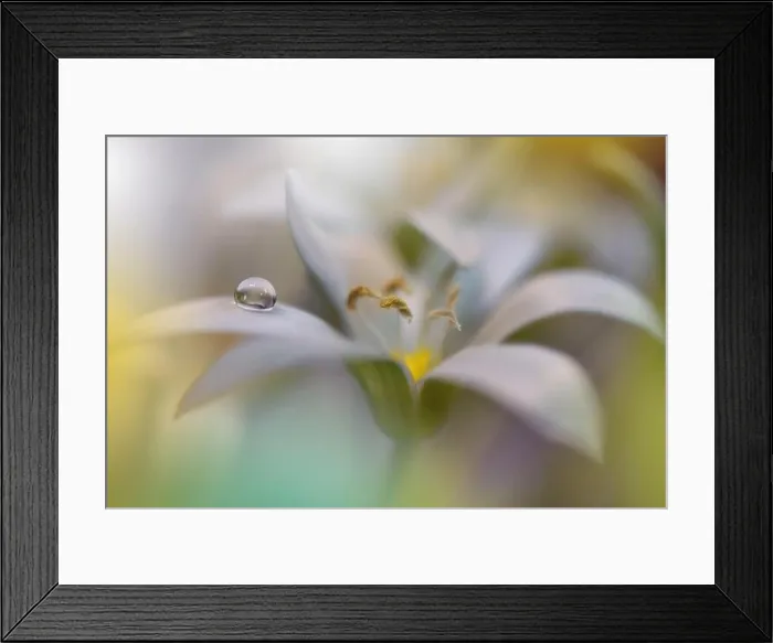 Framed Print : Beautiful Green Nature Background.Floral Art Design.Abstract Macro Photography.White Flower.Creative Artistic Wallpaper.Celebration and Holidays Framed Print : Beautiful Green Nature Background.Floral Art Design.Abstract Macro Photography.White Flower.Creative Artistic Wallpaper.Celebration and Holidays