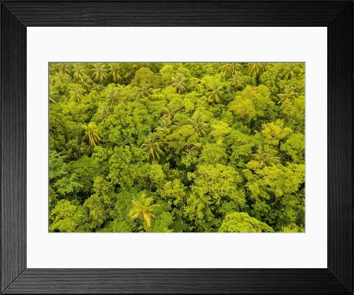 Framed Print : Seen from a bird's eye view, the thick, green canopy of a healthy rainforest hides the understory of a remote, tropical island in Papua New Guinea Framed Print : Seen from a bird's eye view, the thick, green canopy of a healthy rainforest hides the understory of a remote, tropical island in Papua New Guinea