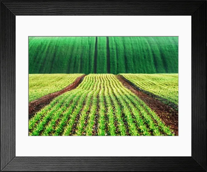 Framed Print : Green wheat rows and waves of the agricultural fields of South Moravia, Czech Republic. Can be used like nature background or texture