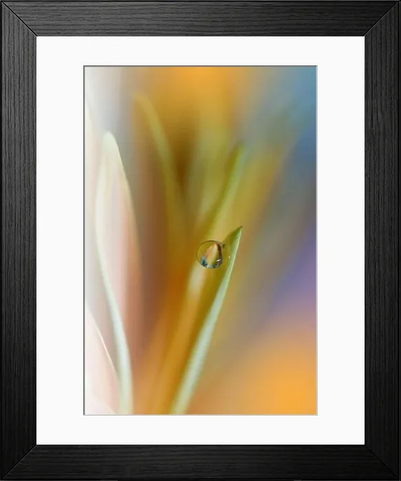 Framed Print : Beautiful Nature Background.Floral Art Design.Abstract Macro Photography.Daisy Flower.Orange Background.Creative Artistic Wallpaper.Celebration, love Framed Print : Beautiful Nature Background.Floral Art Design.Abstract Macro Photography.Daisy Flower.Orange Background.Creative Artistic Wallpaper.Celebration, love