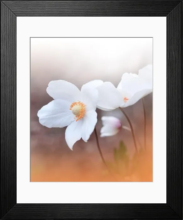 Framed Print : Beautiful Nature Background.Floral Art Design.Abstract Macro Photography.Creative Artistic Wallpaper.Celebration, love.Wedding Invitation Card.Holidays Framed Print : Beautiful Nature Background.Floral Art Design.Abstract Macro Photography.Creative Artistic Wallpaper.Celebration, love.Wedding Invitation Card.Holidays