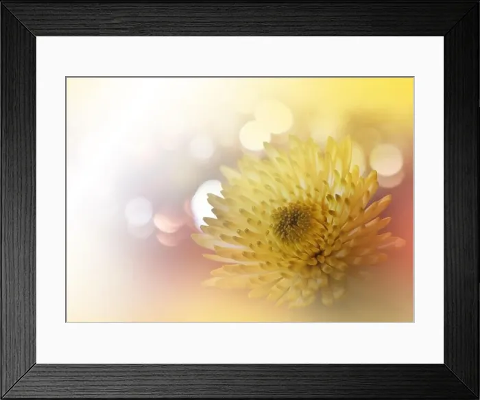 Framed Print : Beautiful Nature Background.Floral Art Design.Abstract Macro Photography.Creative Artistic Wallpaper.Celebration, love.Wedding Invitation Card.Holidays Framed Print : Beautiful Nature Background.Floral Art Design.Abstract Macro Photography.Creative Artistic Wallpaper.Celebration, love.Wedding Invitation Card.Holidays
